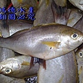 黃雞魚