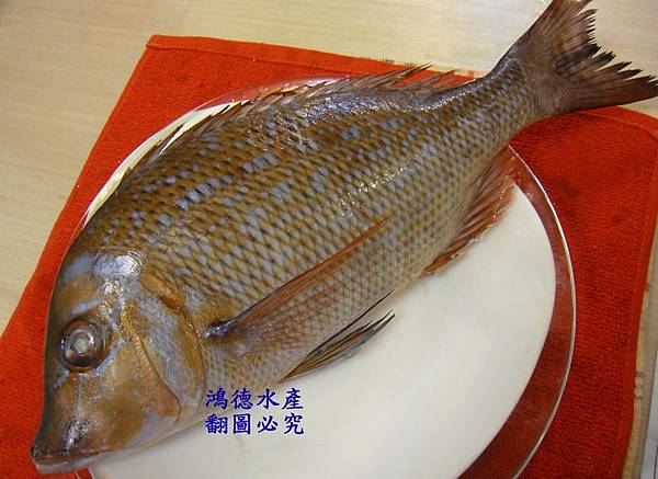 龍尖釣船