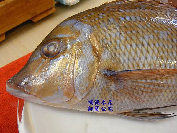 龍尖釣船1