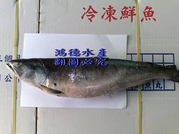 鱒鮭魚