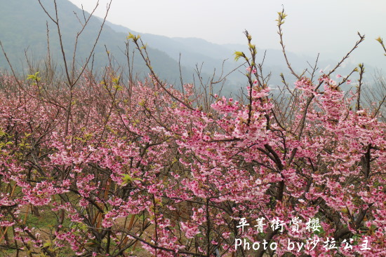 IMG_4636.jpg