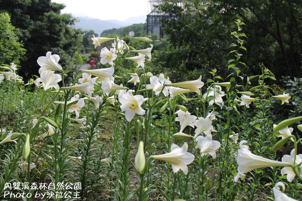 內雙溪森林自然公園：士林-內雙溪自然中心(免費參觀)