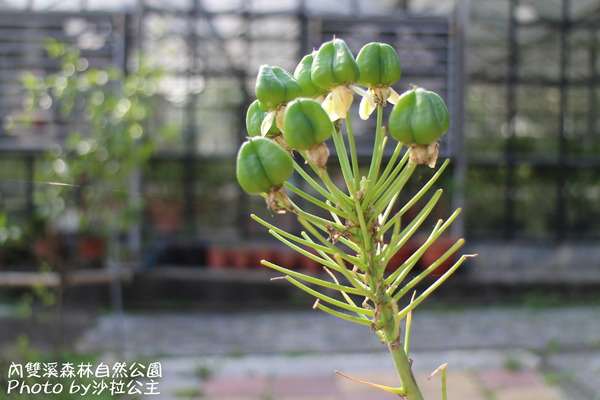 內雙溪森林自然公園：士林-內雙溪自然中心(免費參觀)