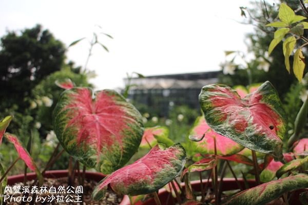 內雙溪森林自然公園:士林-內雙溪自然中心(免費參觀) 內雙溪森林自然公園:士林-內雙溪自然中心(免費參觀)