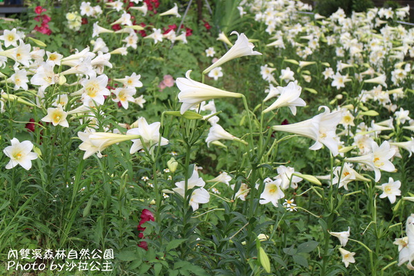 內雙溪森林自然公園:士林-內雙溪自然中心(免費參觀) 內雙溪森林自然公園:士林-內雙溪自然中心(免費參觀)
