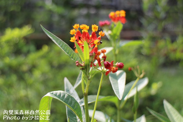 內雙溪森林自然公園：士林-內雙溪自然中心(免費參觀)