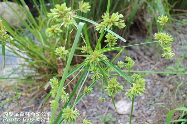 內雙溪森林自然公園：士林-內雙溪自然中心(免費參觀)