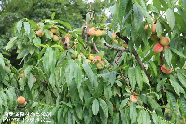 內雙溪森林自然公園：士林-內雙溪自然中心(免費參觀)