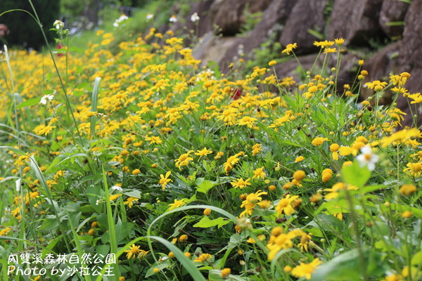 內雙溪森林自然公園：士林-內雙溪自然中心(免費參觀)