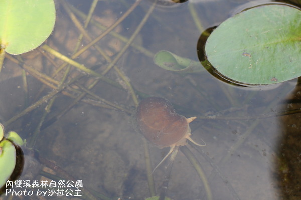 內雙溪森林自然公園：士林-內雙溪自然中心(免費參觀)