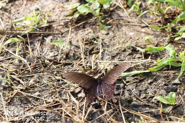 內雙溪森林自然公園:士林-內雙溪自然中心(免費參觀) 內雙溪森林自然公園:士林-內雙溪自然中心(免費參觀)