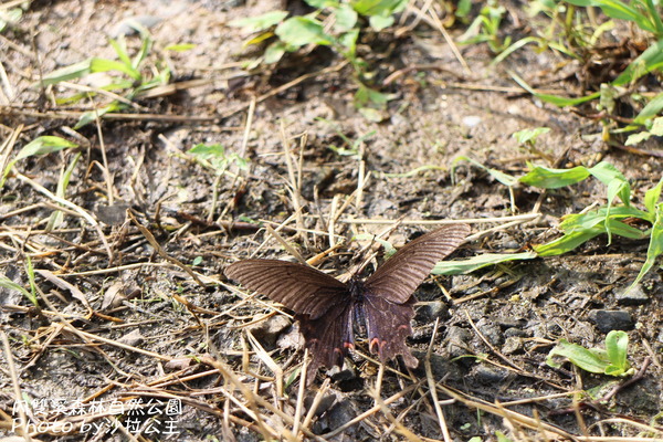 內雙溪森林自然公園：士林-內雙溪自然中心(免費參觀)