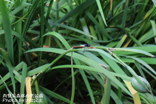 內雙溪森林自然公園：士林-內雙溪自然中心(免費參觀)