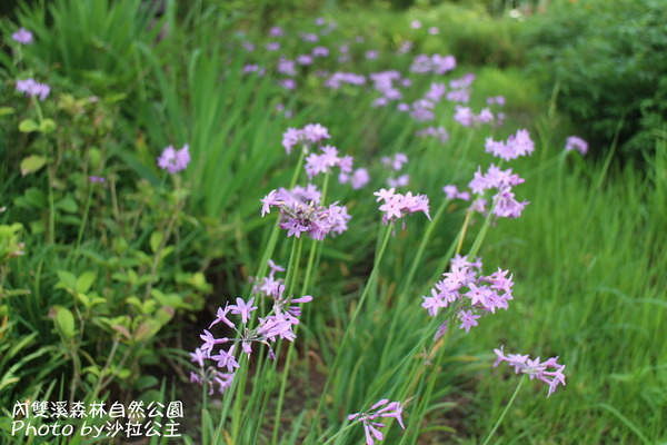 內雙溪森林自然公園：士林-內雙溪自然中心(免費參觀)