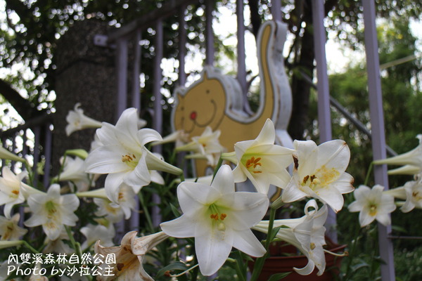 內雙溪森林自然公園：士林-內雙溪自然中心(免費參觀)