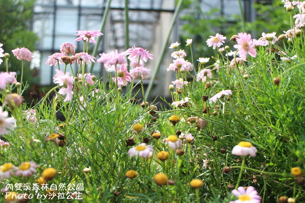 內雙溪森林自然公園：士林-內雙溪自然中心(免費參觀)