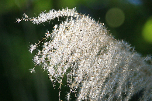 沉吟 菅芒花 Vritti 痞客邦 沉吟 菅芒花 Vritti 痞客邦
