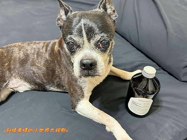 【萌寵歐麥】Downy Belly皮膚救急胺基酸洗毛精-IP 試用
