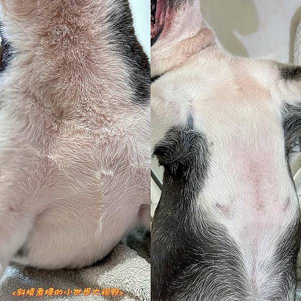 【萌寵歐麥】Downy Belly皮膚救急胺基酸洗毛精-IP