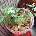 艾草20111129.JPG