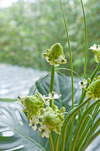 小花再來張