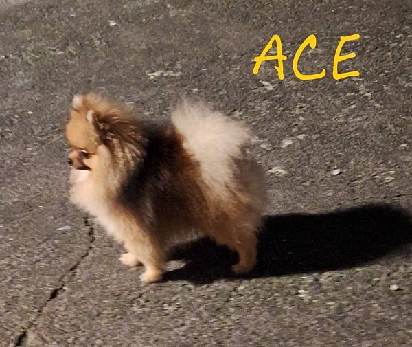 博美犬ACE