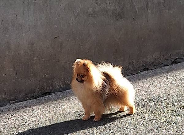 台中指導手課程 模特兒犬博美犬ACE