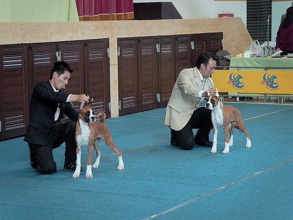 DOG SHOW