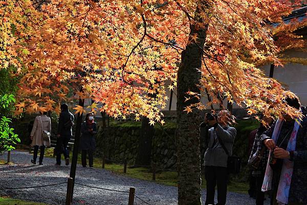 【日本-嵐山】小倉山二尊院，美麗的紅葉參道