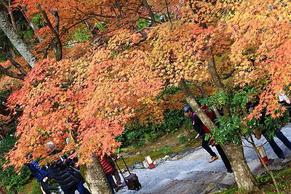 【日本-嵐山】小倉山二尊院，美麗的紅葉參道