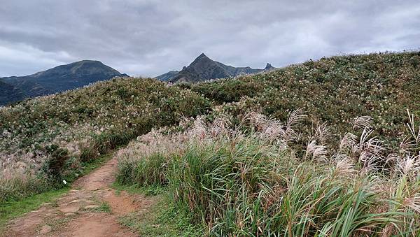 【瑞芳】2021南子吝步道~秋季限定芒花美景