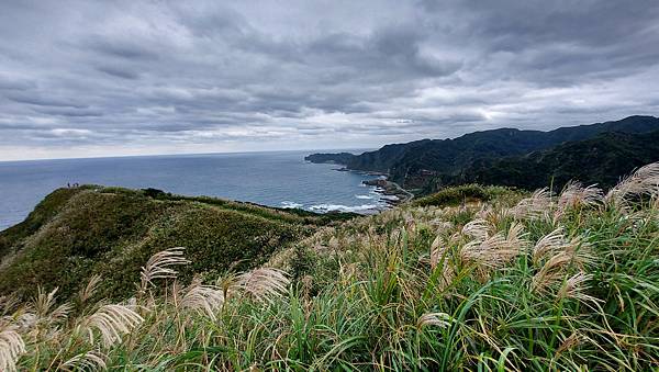 【瑞芳】2021南子吝步道~秋季限定芒花美景