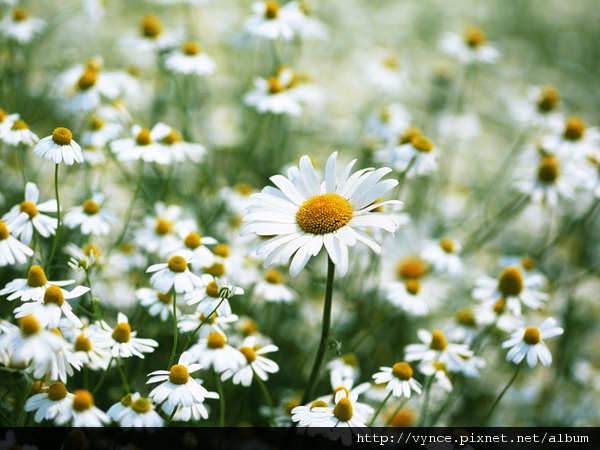 Bellia Perennis (daisy)