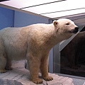  北極熊