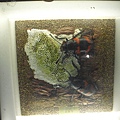 紅斑金龜子