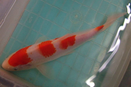 紅白錦鯉