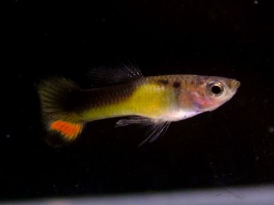 半禮服原生種 半禮服原生種