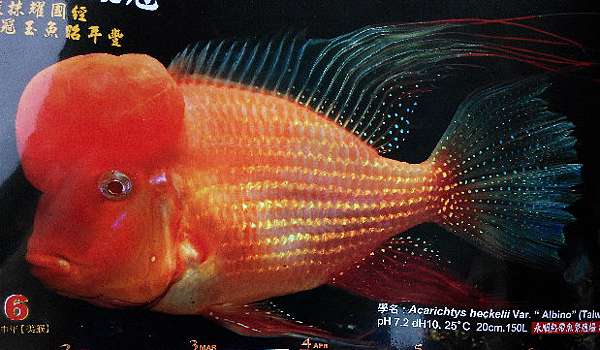 台灣之光 白子胭脂鳳冠 太陽水族中心 水族新手練功房 痞客邦 台灣之光 白子胭脂鳳冠 太陽水族中心 水族新手練功房 痞客邦