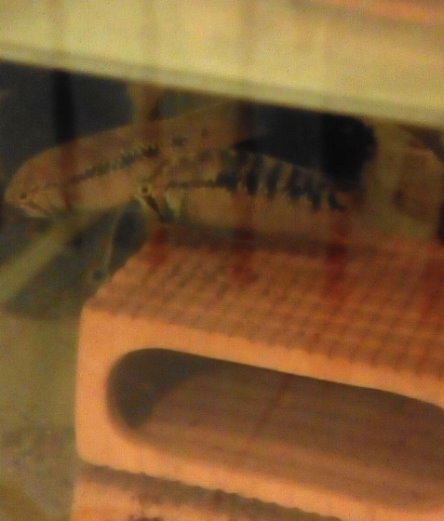 龍紋下蛋 龍紋下蛋