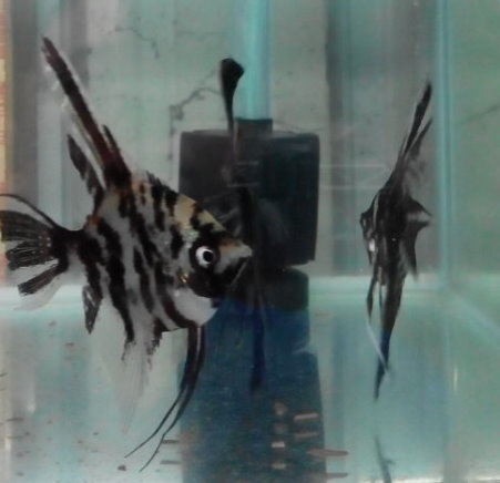 大理石神仙.jpg 大理石神仙.jpg