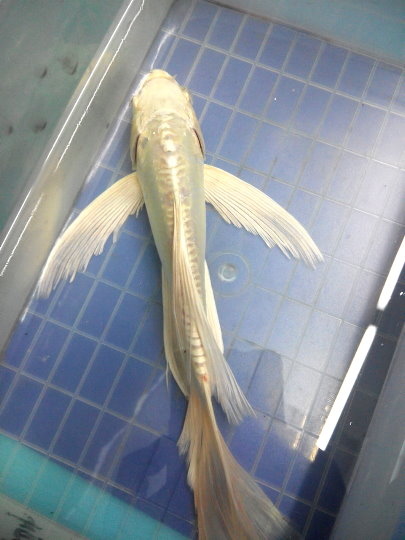 長鰭白金龍鯉.jpg 長鰭白金龍鯉.jpg