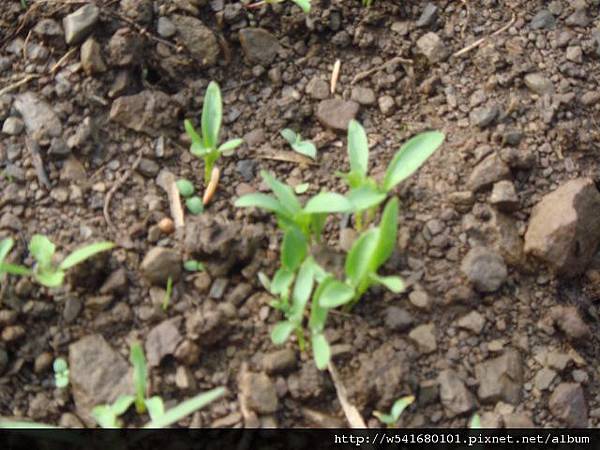 香菜幼苗也發芽了-1.jpg