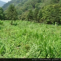 尖石野薑花園.jpg