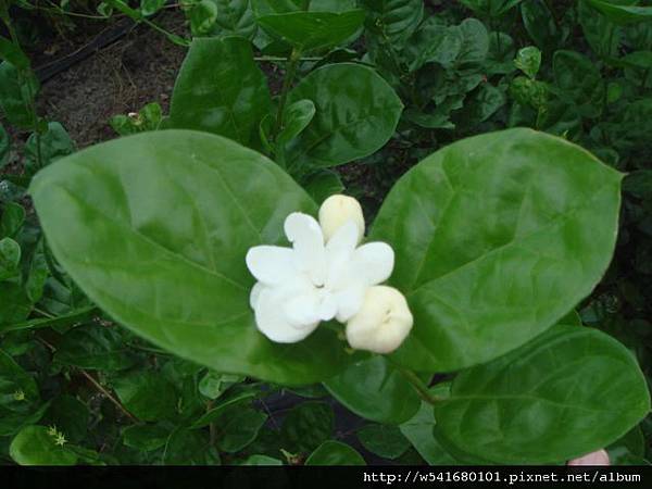 已經開花及正好採摘花包的茉莉.jpg