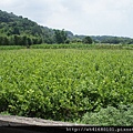 那羅香草茉莉花園 (1).jpg