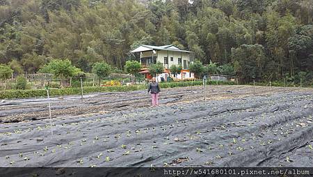 黃阿妹-金盞花園-1.jpg