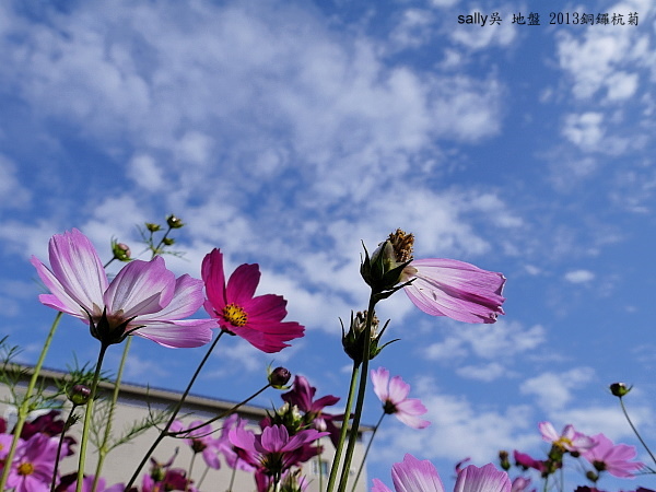 銅鑼杭菊 (5).JPG