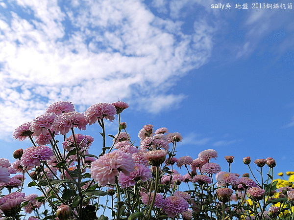 銅鑼杭菊 (24).JPG