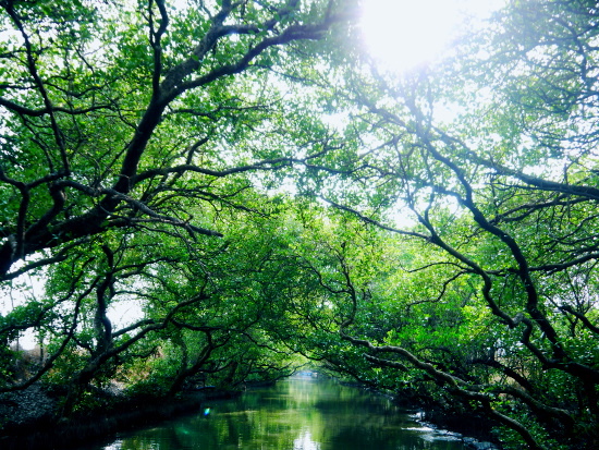綠色隧道.JPG 綠色隧道.JPG