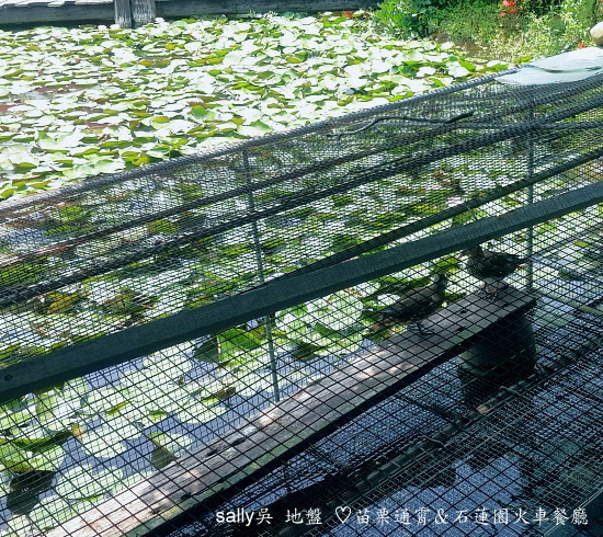 石蓮園 (13).jpg